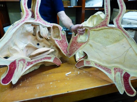 Modèle anatomique géant
